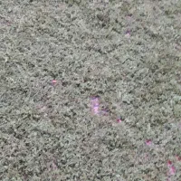 آویشن کوهی