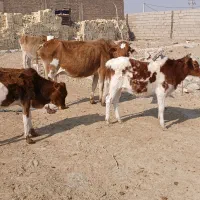 گاو با گوساله نر