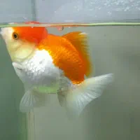 ماهی گلدفیش وارداتی