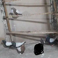 کفتررنگی|پرنده|قم, گلزار|دیوار