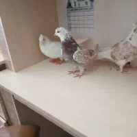 کفتر غریب گیری پرش سنگین