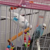 یک جفت مرغ عشق زیبا