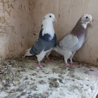 کبوتره پرشی خوش خال|پرنده|ساوه, |دیوار