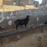 یک راس قوچ و یک بره قوچ درجه یک|حیوانات مزرعه|سبزوار, شرق کال میانی|دیوار