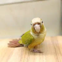 گرینچیک های بامزه|پرنده|قم, نخودی|دیوار