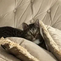 واگذاری دو گربه ماده عقیم شده