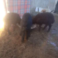 سه عدد بره نر سه ماهه