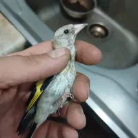 شاه سهره همگی ی وجبی