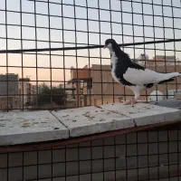 سه تا ماده شهری بی عیب|پرنده|شیراز, شهرک مفتح|دیوار