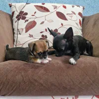 سگ شیواوا (شیهوا هوا)|سگ|رفسنجان, |دیوار