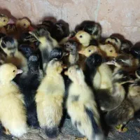 جوجه اردک 7 روزه