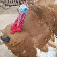 بوقلمون ارگانیک زنده کیلو۵۰۰