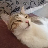 واگذاری گربه نر|گربه|شاهینشهر, مخابرات (شهید بهشتی)|دیوار