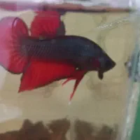 بتا،فایتر|ماهی|سیاهکل, |دیوار