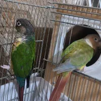 طوطی گرینچیک مولد و قفس ۴خان|پرنده|ری, سیزده آبان|دیوار