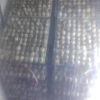 جوجه بلدرچین یروزه