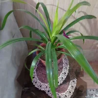 گل و گیاه  پاندانوس ،بنجامین ،قاشقی