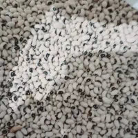 لوبیاچشم بلبلی تازه