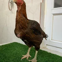 دو عدد مرغ لاری افغان