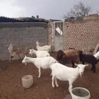 بزسانن|حیوانات مزرعه|فیروزه, |دیوار