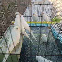 مرغ عشق|پرنده|کرخه, |دیوار