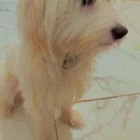 سگ شیتزو|سگ|ملارد, |دیوار