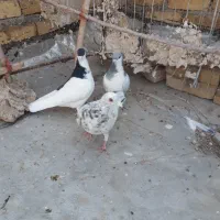 کبوترخوشتیپ