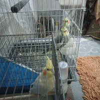 عروس هلندی لوتینو|پرنده|قم, قم نو|دیوار