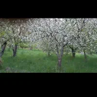 اجاره-زمین