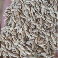 گندم وجووسویاوذرت وانواع کنسانتره هاو کاه و یونجه|عمده‌فروشی|ملارد, |دیوار