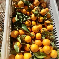 فروش پرتقال خونی وبیروتی