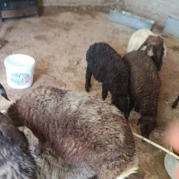 بره شیری نر و ماده