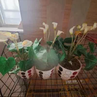 درخت کریسمی|گل مصنوعی|همدان, |دیوار