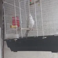 طوطی عروس آلبینو|پرنده|رشت, حومه رشت|دیوار