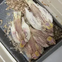 جوجه عروس لوتینو سرلاکی