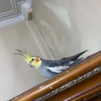 عروس هلندی مولد نر