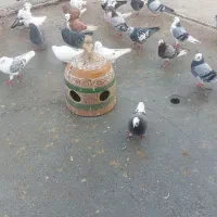 کبوتر فروشی|پرنده|گمیشان, |دیوار