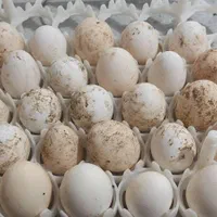 تخم نطفه دار لهستانی و ابریشمی