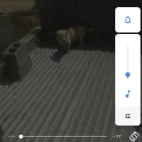 سگ پا کوتاه نر