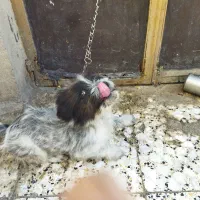 سگ شیتزو پامر|سگ|خرم‌آباد, |دیوار