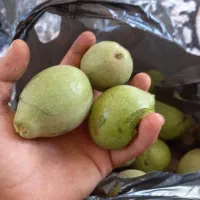 گردو