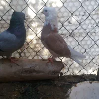 کبوتر نقش شازده|پرنده|ساوه, |دیوار