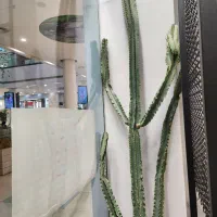 کاکتوس بزرگ باگلدان فروش بدلیل جمع آوری فروشگاه|گل و گیاه طبیعی|بابل, |دیوار