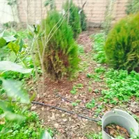 درخت کاج توپی|گل و گیاه طبیعی|آق قلا, |دیوار