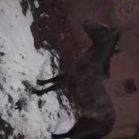 اسب|اسب و تجهیزات اسب‌سواری|طاغنکوه, |دیوار