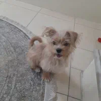 واگذاری پودل کراس