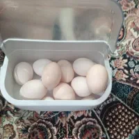 تخم مرغ محلی مرغ سیاه