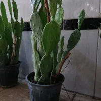 چهار ده عدد گل فقط ۴۵۰ هزار|گل و گیاه طبیعی|نسیمشهر, |دیوار