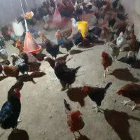 فروش تعدادی خروس گلپایانی|حیوانات مزرعه|خضر آباد, |دیوار