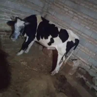 گاو نر سیمتال